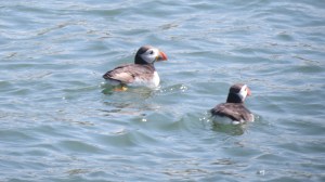 Puffins