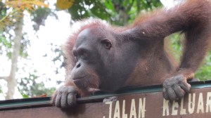 'I'm really going to scare him now"