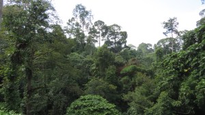 Out over the canopy.