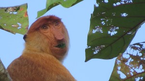 A Probiscus monkey.