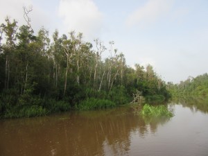 The muddy river and the Rainforest.