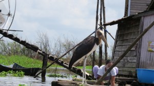 A very peculiar looking bird.
