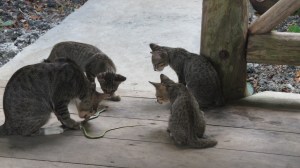 The cats caught a snake.