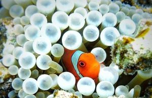 Here is a fish photo with credit due to Tom in Melbourne.