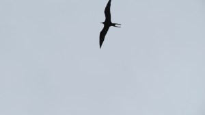 A frigate bird.
