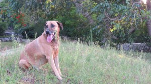 Favorite dog. Meatball.